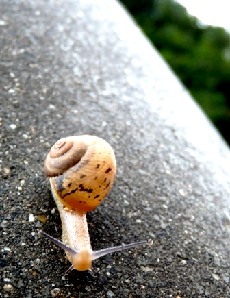 雨上がりの朝