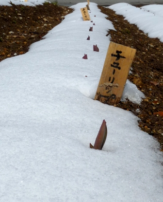 チューリップ