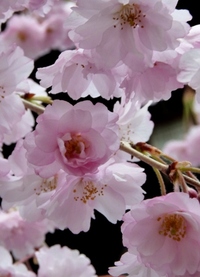 薄紅色 2011/04/24 22:15:00