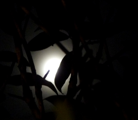 十三夜