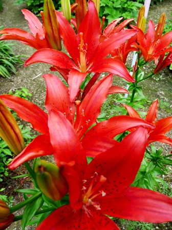 赤いお花