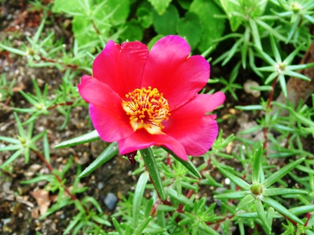赤いお花