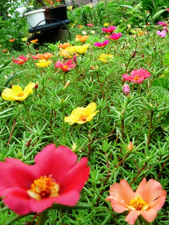 赤いお花