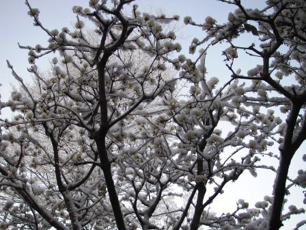 京都は雪でした