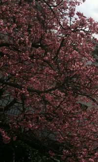 桜の時期です 2010/02/02 18:43:22