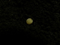 アトラスオオカブトの孵化まで！