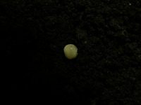 アトラスオオカブトの孵化まで！