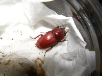 ｱﾏﾉｺ第1号羽化・・・・01♀