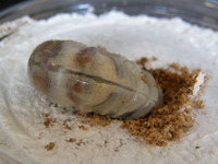 オキノコ幼虫 と オキヒラ幼虫
