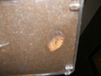 グラントシロカブト残りの１匹も蛹化！！