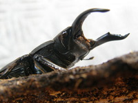 スジブトヒラタの紹介！