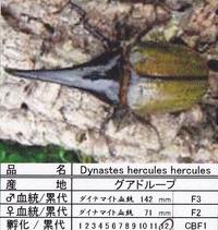 オークションでクリスマスヘラヘラ幼虫到着！