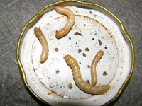 クサギさんリクエストワームネタ！