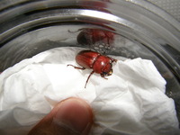 ｱﾏﾉｺ第1号羽化・・・・01♀