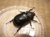 ｵｷｶﾌﾞWF1今帰仁産♀２匹羽化ヽ(´▽｀)/