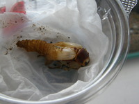 オキヒラ♀　羽化つづき