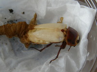 オキヒラ♀　羽化つづき