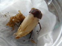 オキヒラ♀　羽化つづき②