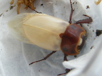 オキヒラ♀　羽化つづき③