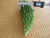 ベランダ　ゴーヤ初収穫！！