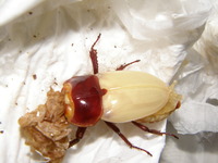 ﾄｸﾋﾗWF1ISA01♀羽化１