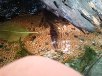 ザリガニ釣りに行ってきました！！