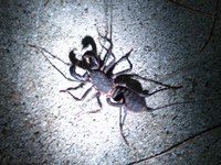 徳之島採集のときに出くわした変な虫！