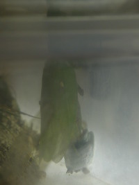 カマキリ産卵　つづき１