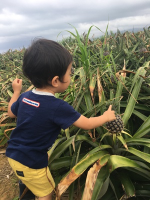子供パイン