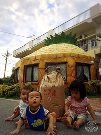 魚沼産コシヒカリ上陸