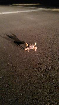 ムキムキのカニ