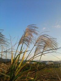 秋の景色