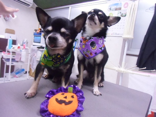 ハロウィンイベントスタートです!!!