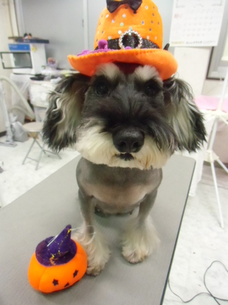★愛犬★
