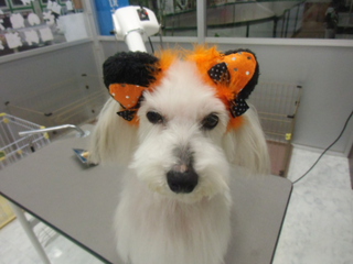 ★愛犬★
