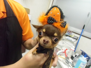 ★愛犬★