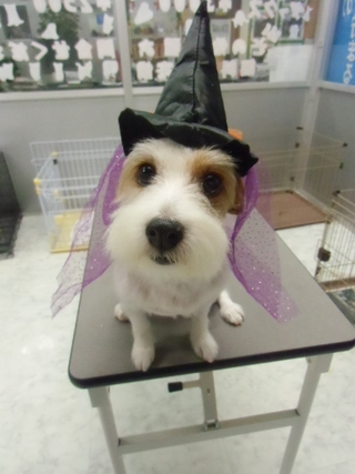 ★愛犬★