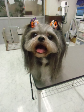 ★愛犬★