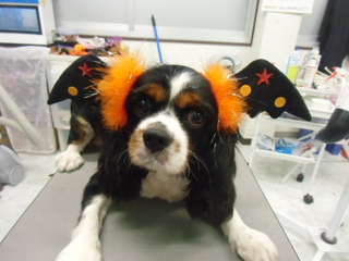 ★HALLO　WEEN★