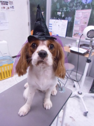 ★HALLO　WEEN★