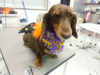 ★HALLO　WEEN★