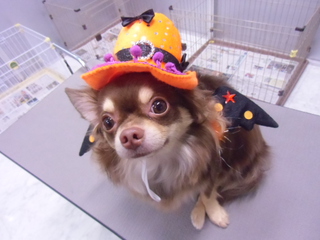 ★愛犬★