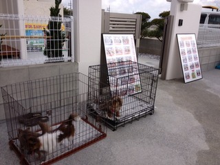 住宅完成見学会　in　ペットハウス