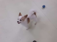 ホテルのお客様