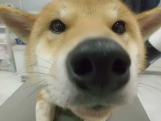 ☆ペットハウスの仲間達☆