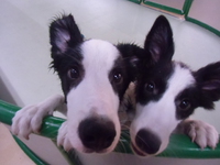 本日は大型犬DAY！！
