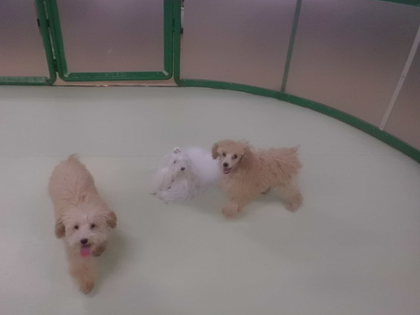 ☆ 今回のパピーパティー ☆