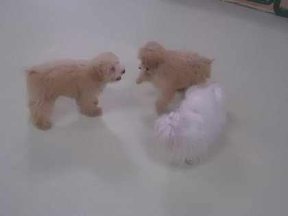 ☆ 今回のパピーパティー ☆