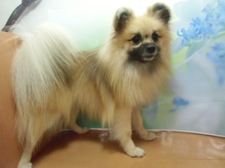 ☆New Prime Dog☆