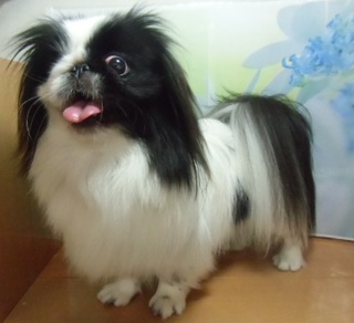 ☆New Prime Dog☆